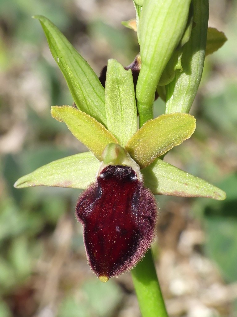 Ophrys promontorii e forme variabili  Lazio e Abruzzo aprile e maggio 2018